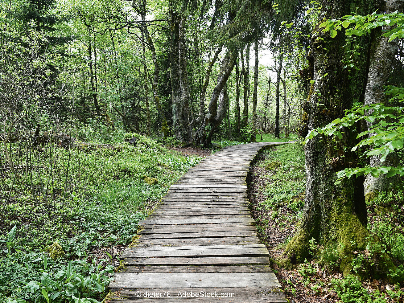 Black Moor Black Moor